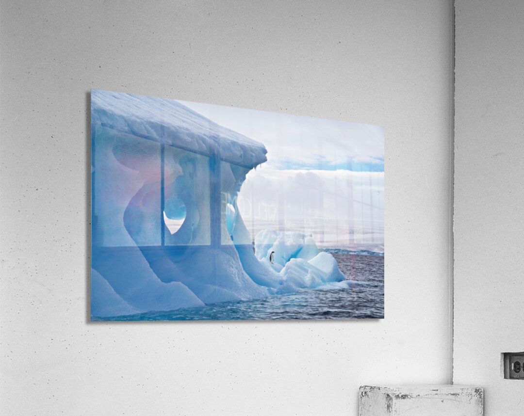 Lone Penguin Acrylic Print