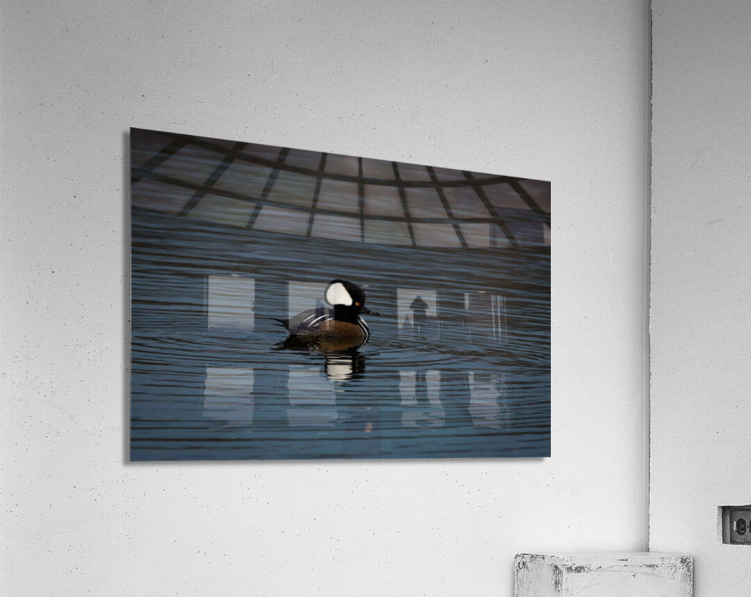 Hooded Merganser Acrylic Print