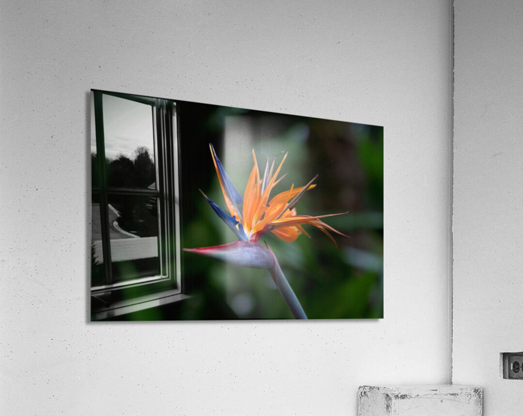 Bird of Paradise Flower Acrylic Print