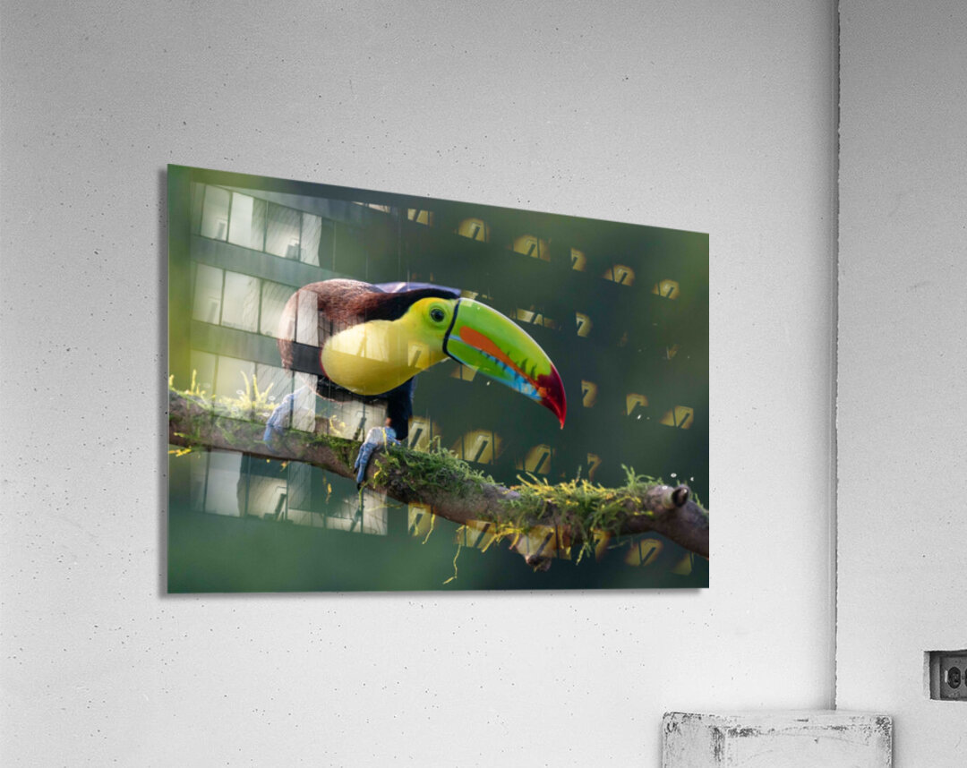 Keel-Billed Toucan Acrylic Print