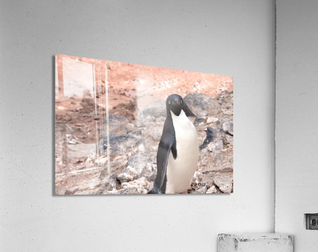 Curious Adelie Penguin Acrylic Print