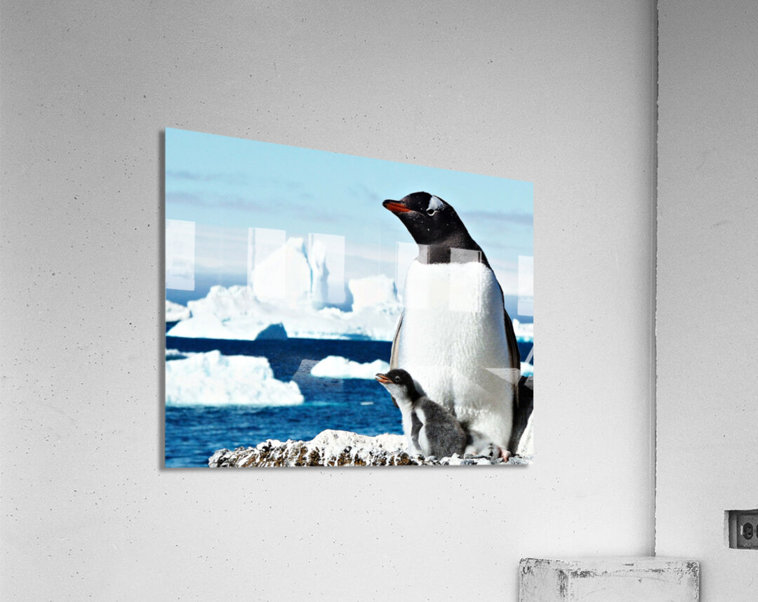 Gentoo Mother and Baby Penguins Acrylic Print