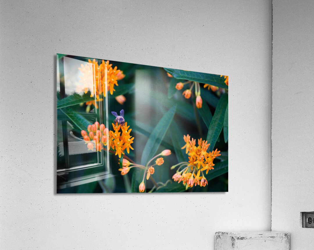 Bee on Butterfly Weeds Acrylic Print