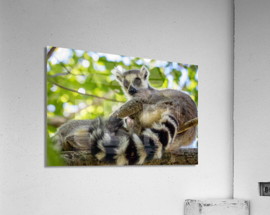 Ring-tailed Lemur Acrylic Print