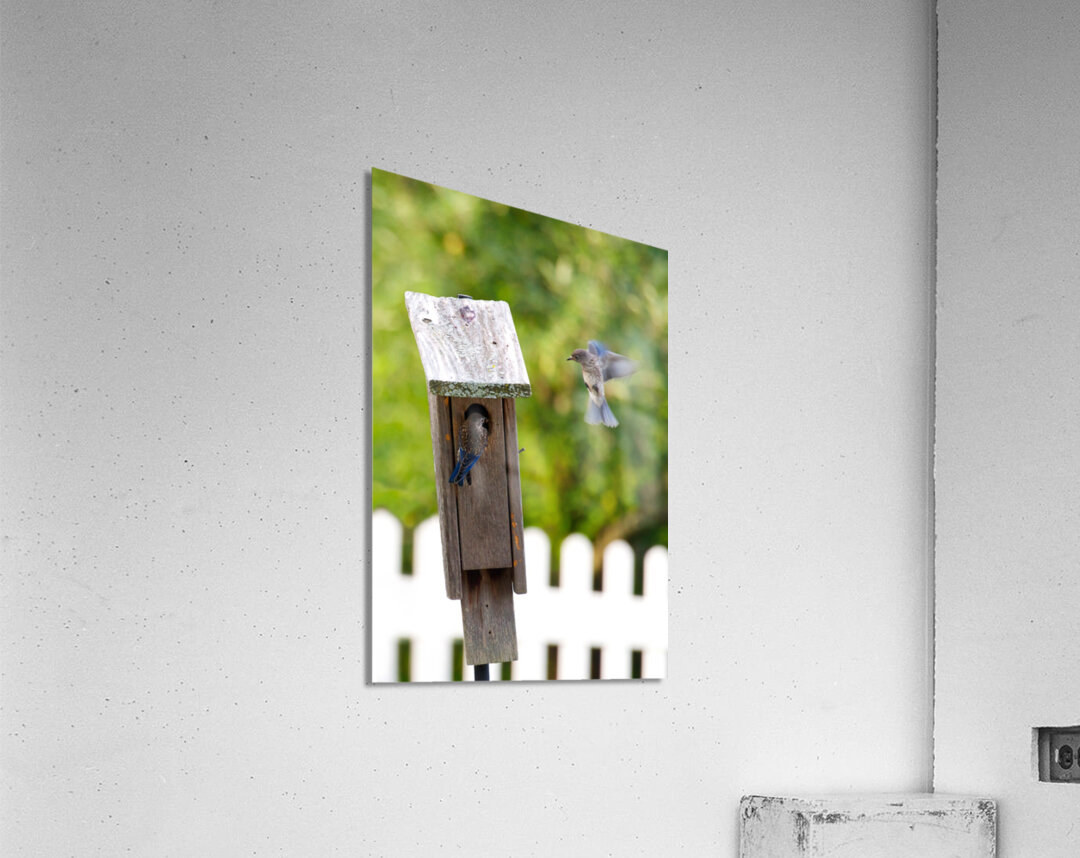 Baby Bluebirds Acrylic Print