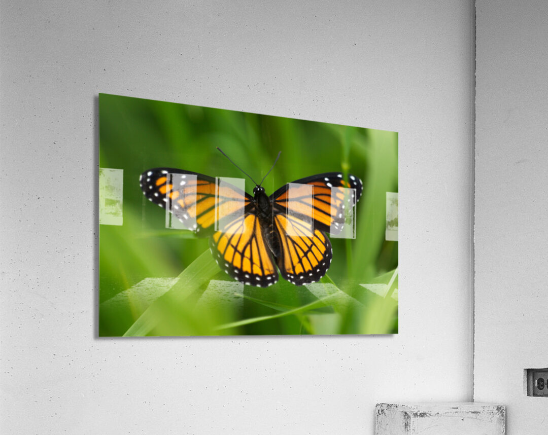 Monarch Butterfly Acrylic Print
