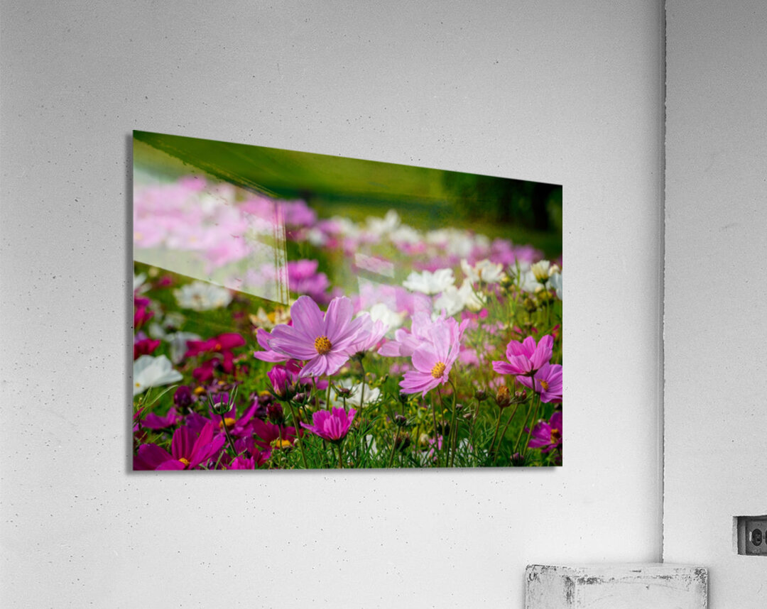 Pink Coreopsis at the Botanical Gardens Acrylic Print