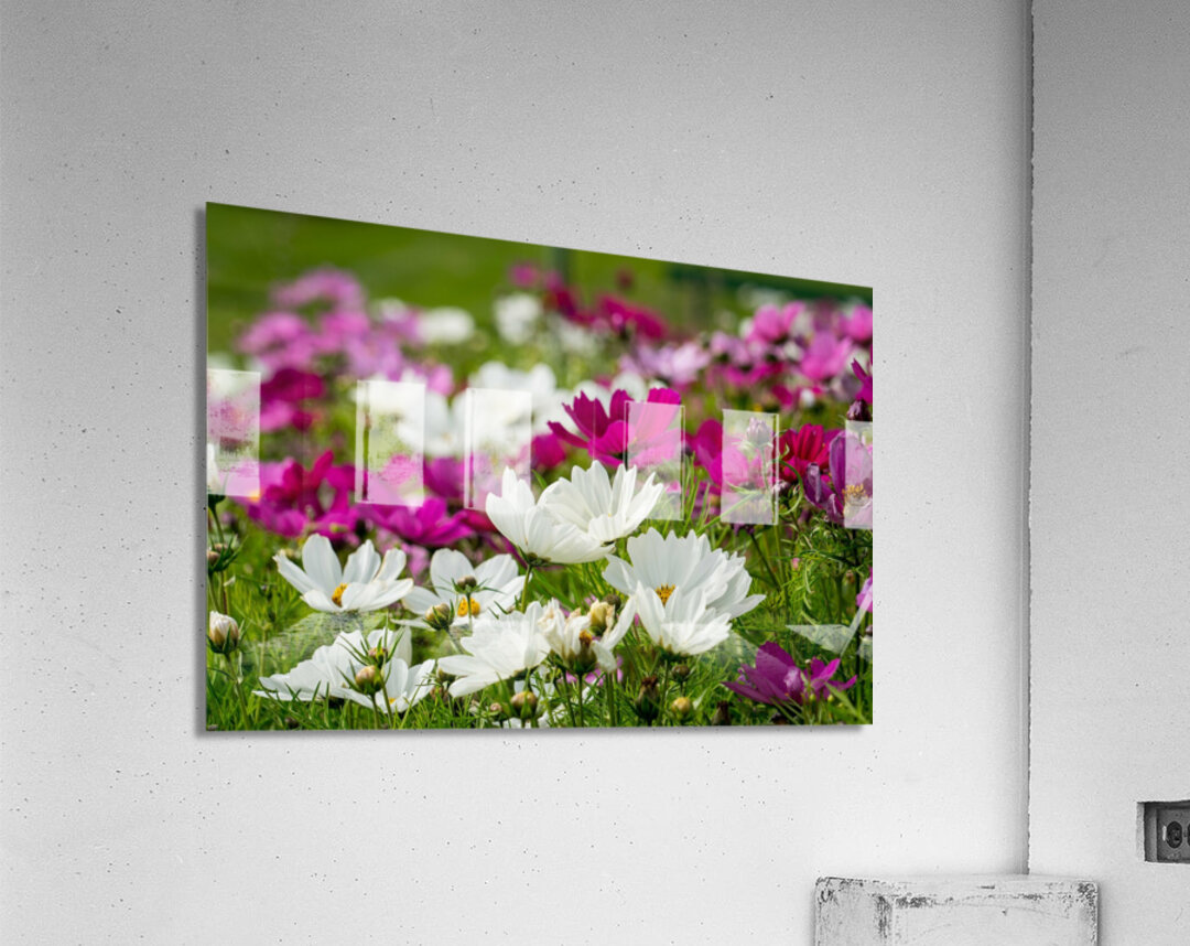 White Coreopsis at the Botanical Gardens Acrylic Print