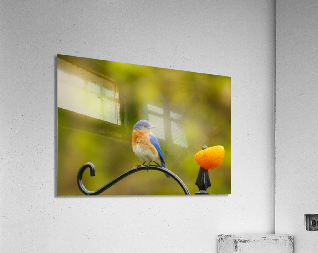 Perched Bluebird Acrylic Print