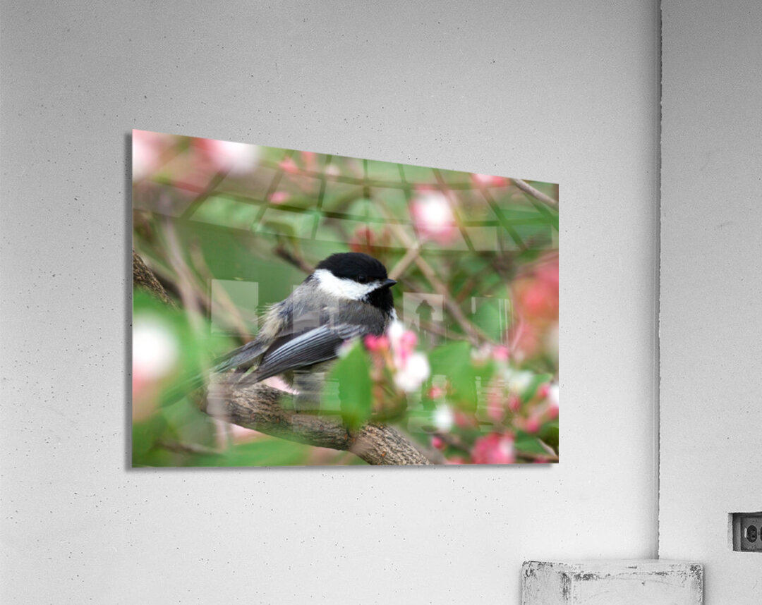 Chickadee Acrylic Print