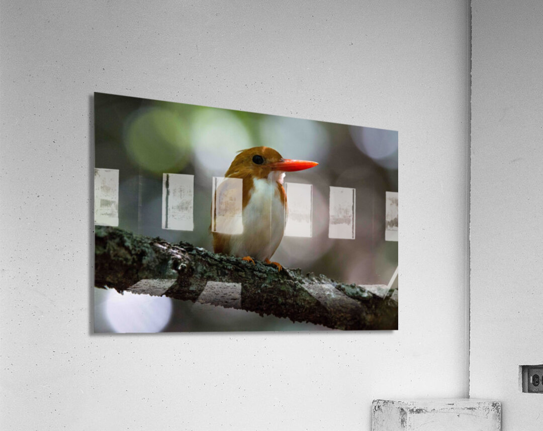 Madagascan Pygmy Kingfisher Acrylic Print