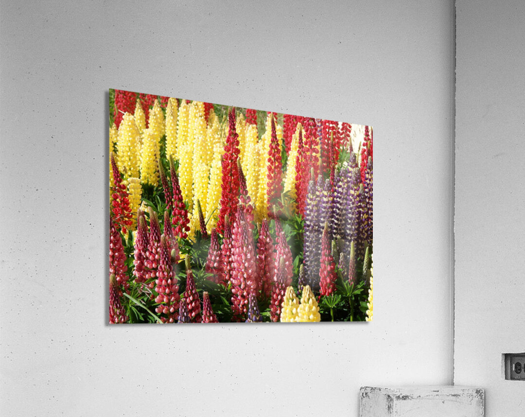 Colorful Lupines Acrylic Print