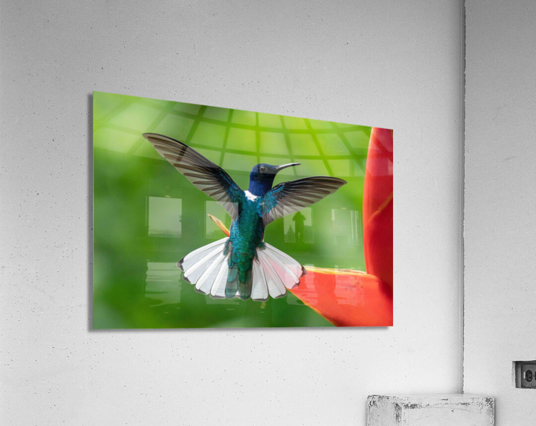 Handsome White-Necked Jacobin Acrylic Print