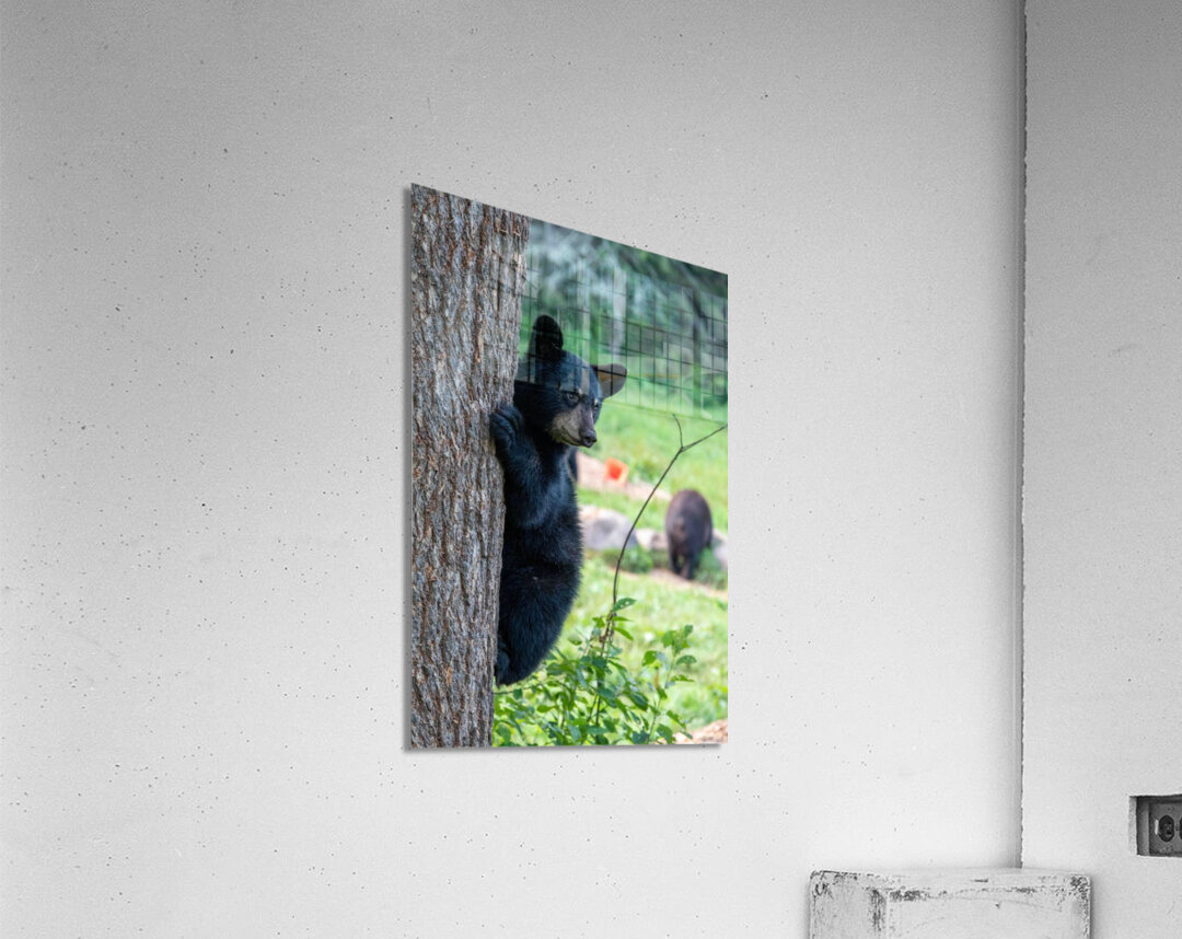Black Bear Cub Acrylic Print