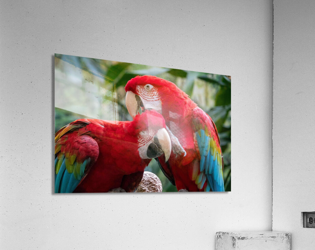 Macaws Acrylic Print