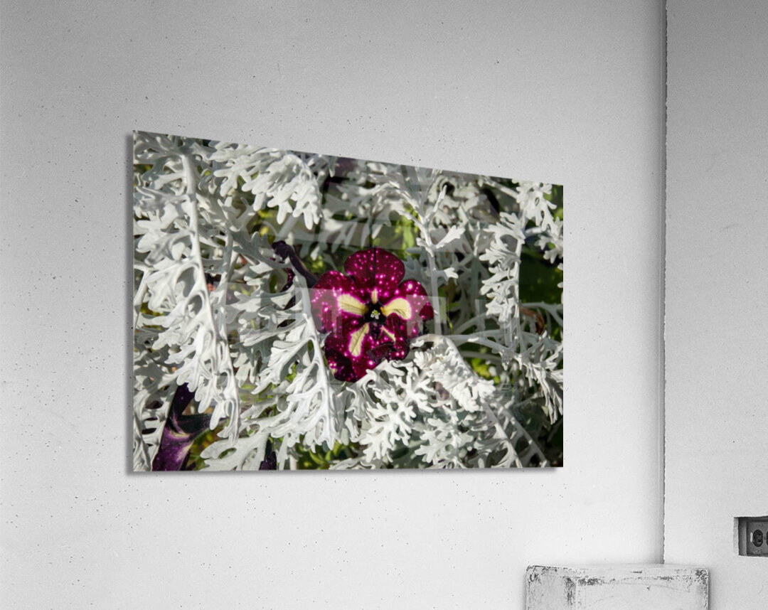 Starry Sky Burgundy Petunia Flower Acrylic Print