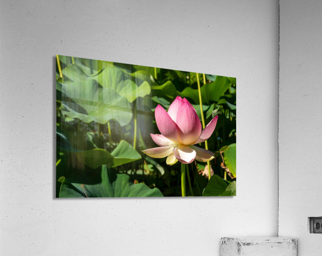 Lotus Flower Acrylic Print