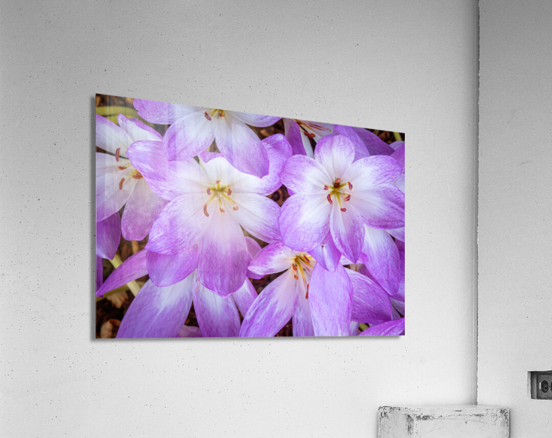 Purple Crocus Flowers Acrylic Print