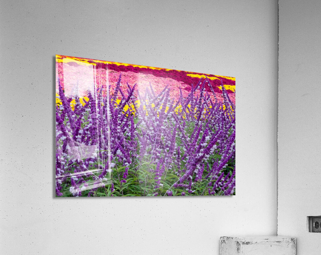 Skullcap Flowers Acrylic Print