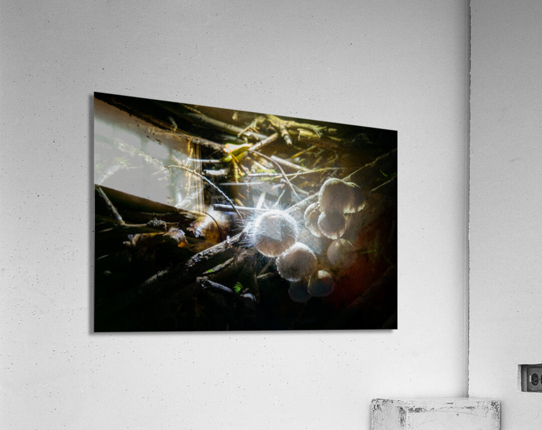 Mycena leptocephala Mushrooms Acrylic Print