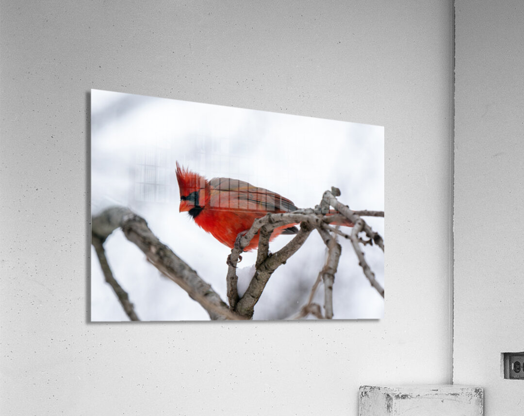 Northern Cardinal Acrylic Print