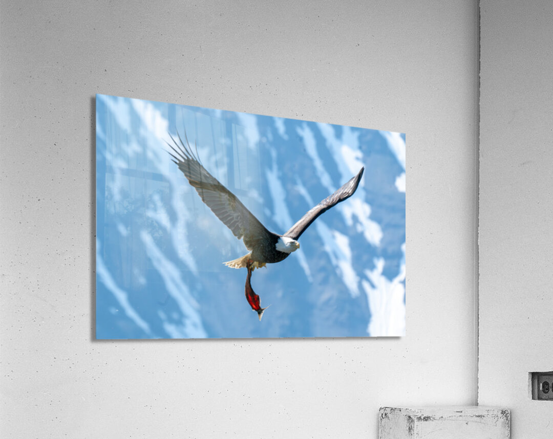 Fishing Bald Eagle Acrylic Print