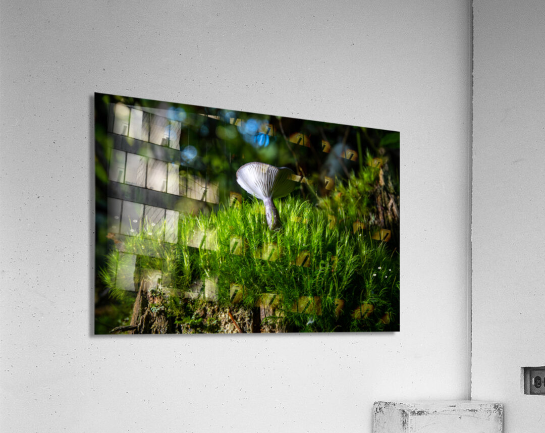 Gomphidius Mushroom Acrylic Print