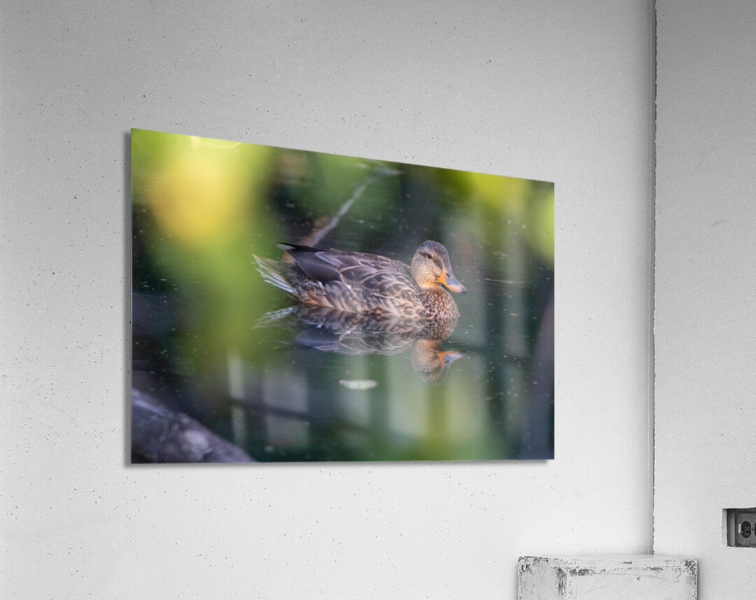 Female Mallard Duck Reflection Acrylic Print