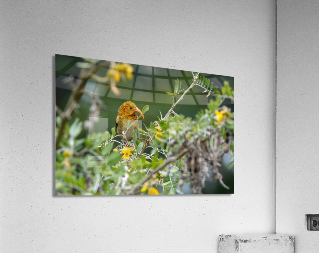 Hawaiian Honeycreeper Acrylic Print