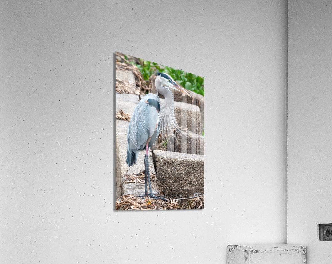 Great Blue Heron Acrylic Print
