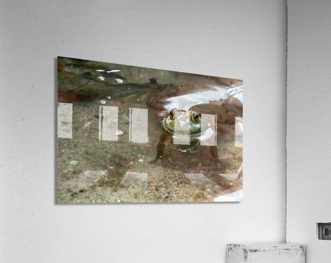 American Bullfrog Taking a Swim Acrylic Print