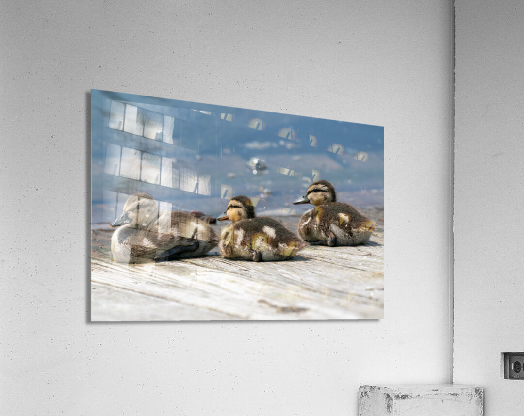 Mallard Ducklings Acrylic Print
