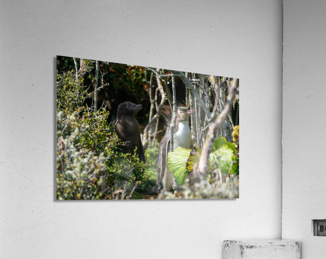 Yellow-eyed Penguin Acrylic Print