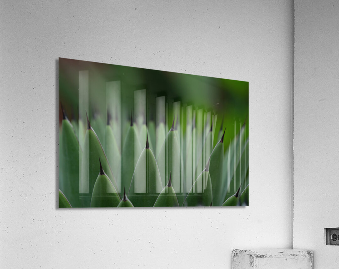 Huachuca Agave Plant Acrylic Print
