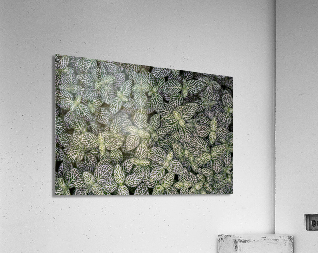 Nerve Plant Acrylic Print