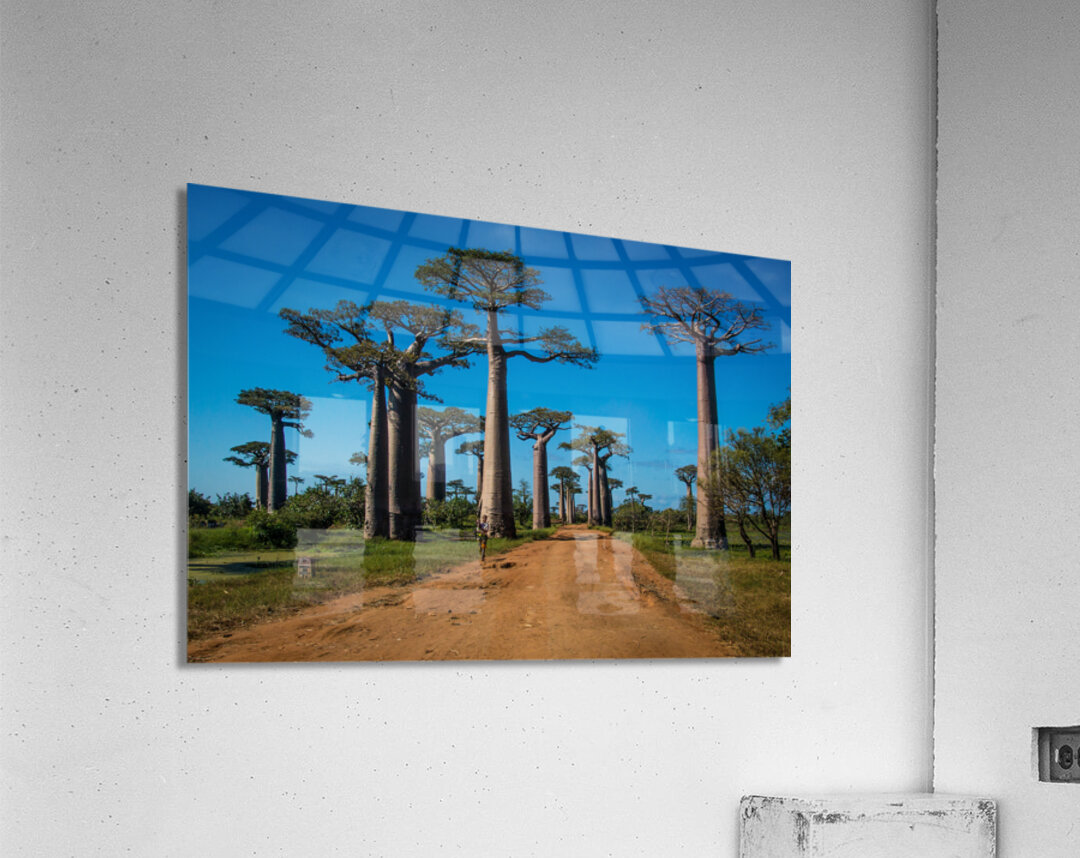 Avenue of the Baobabs Acrylic Print