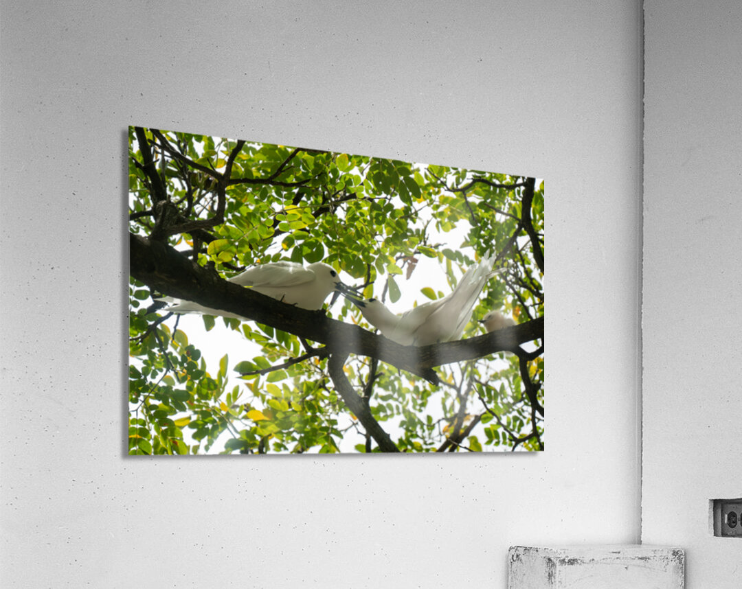 White Terns Acrylic Print