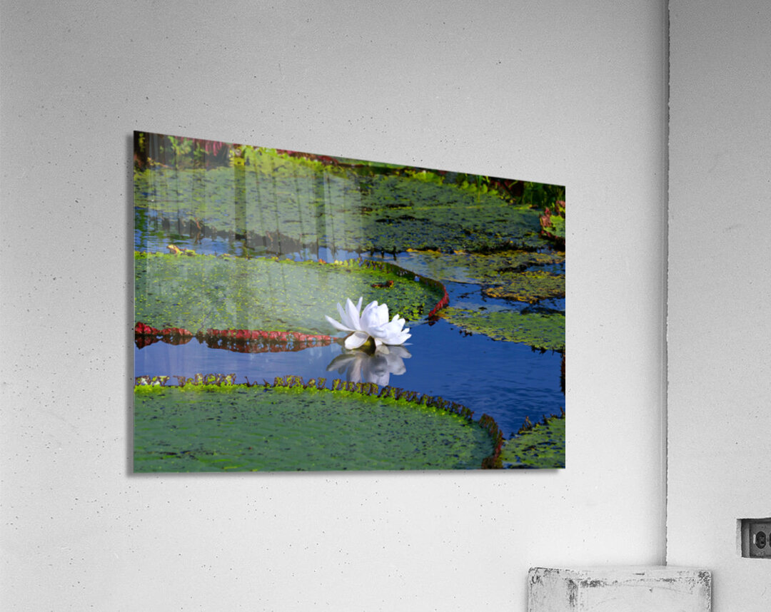 Amazon Water Lilly Acrylic Print