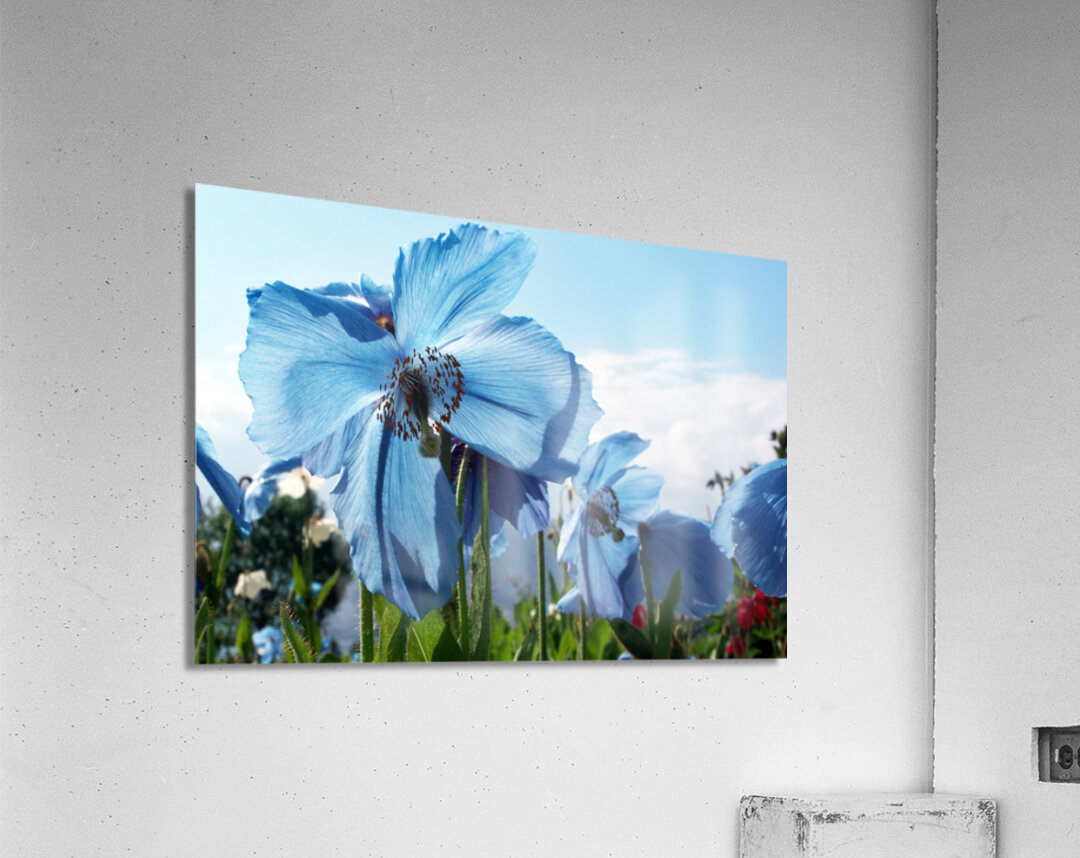 Himalayan Blue Poppy Flowers Acrylic Print