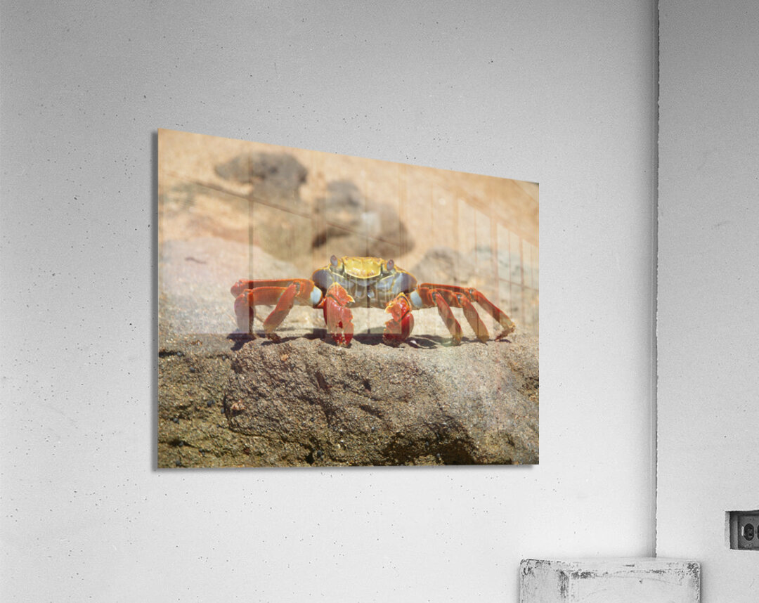 Sally Lightfoot Crab Acrylic Print