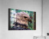 Harpy eagle  Acrylic Print