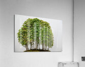 Yose-Ue Forest Garden  Impression acrylique