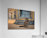 Cat At The Hagia Sophia In Istanbul  Acrylic Print