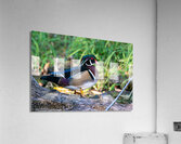 Male Wood Duck  Acrylic Print