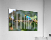 Green Honeycreeper  Acrylic Print