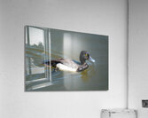 Greater Scaup  Impression acrylique