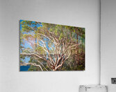 Gum Tree  Acrylic Print