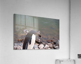 Adelie Penguin Carrying a Rock  Acrylic Print