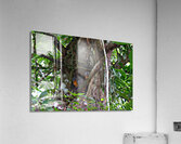 Owl Monkey Family in the Amazon  Acrylic Print
