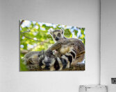 Ring-tailed Lemur  Acrylic Print
